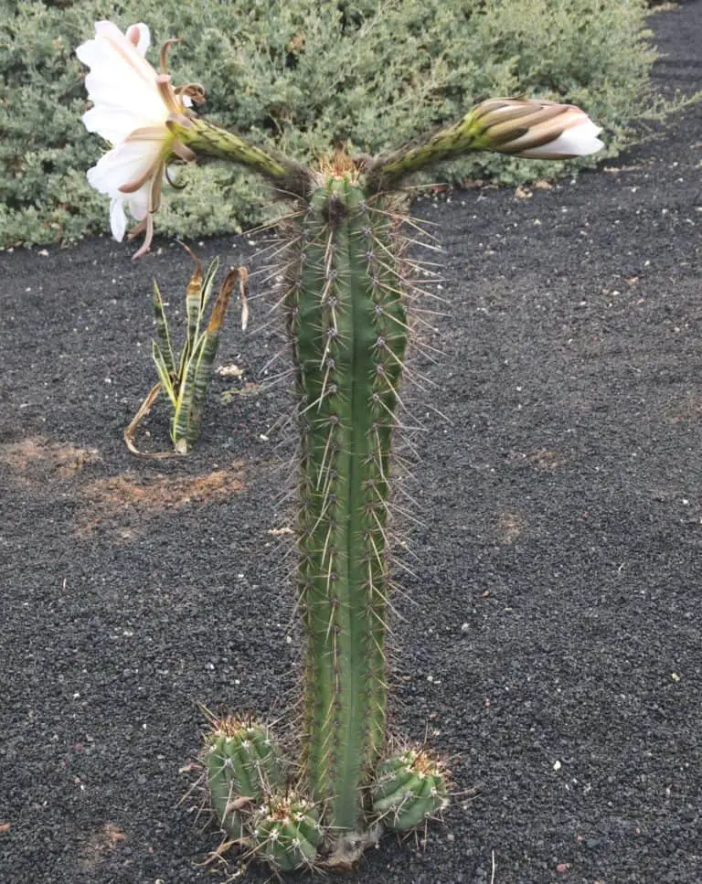 Bolivian Torch Cactus (Echinopsis lageniformis) Ultimate Care Guide