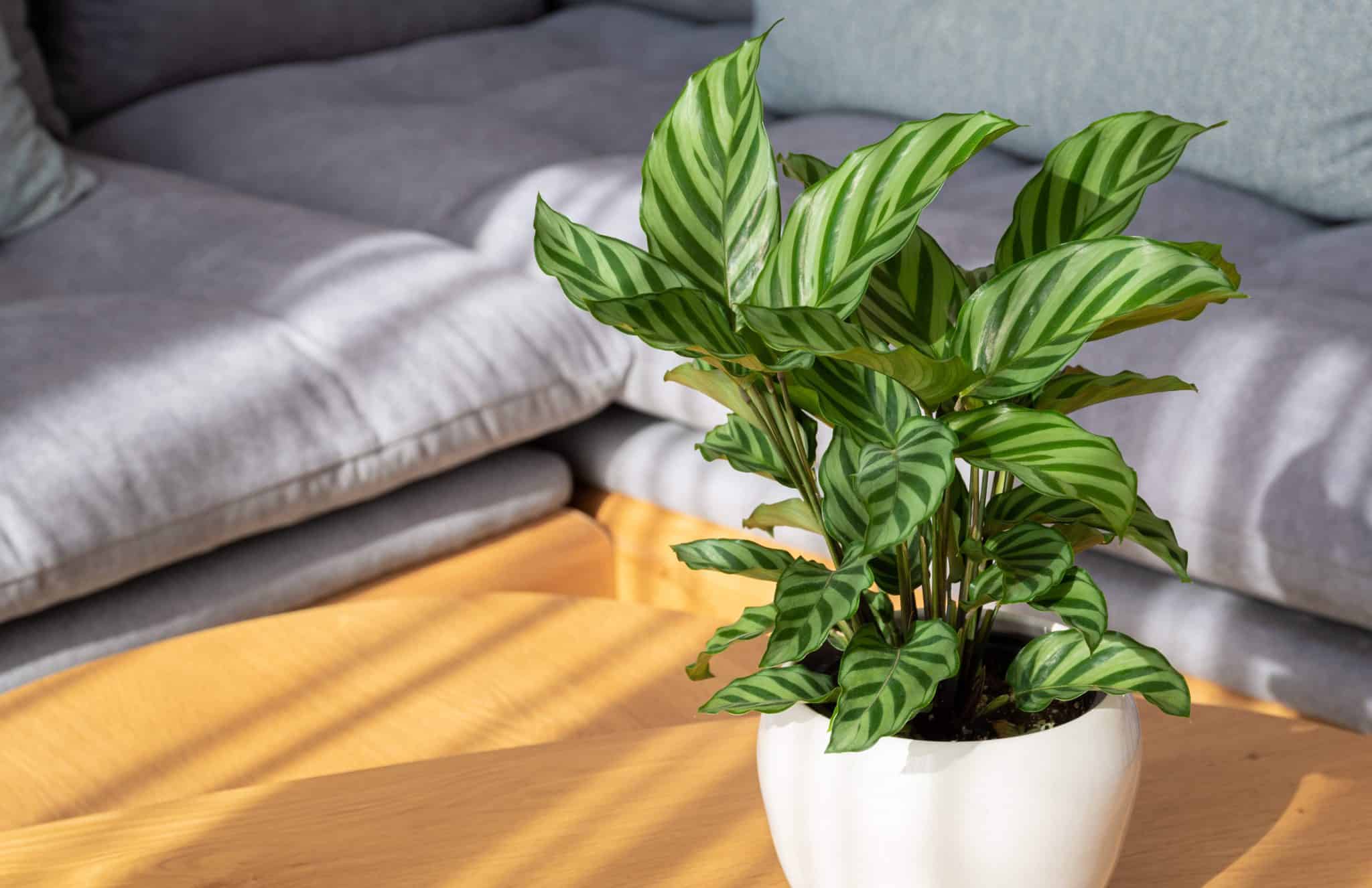 Calathea Freddie (Calathea Concinna ‘Freddie’): Ultimate Care Guide ...