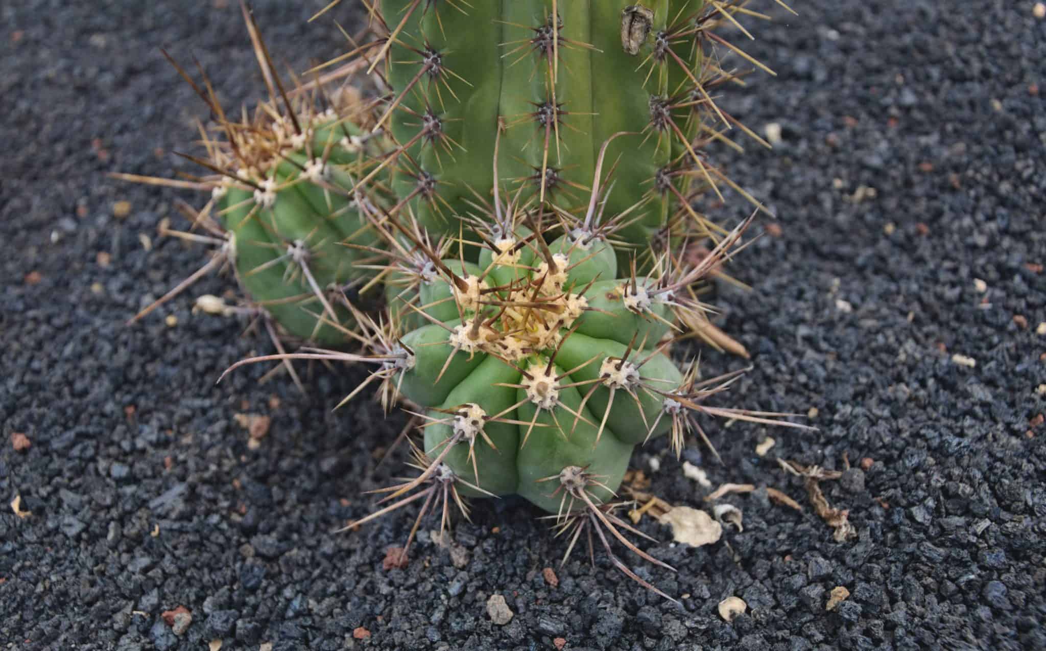 Bolivian Torch Cactus (Echinopsis lageniformis): Ultimate Care Guide
