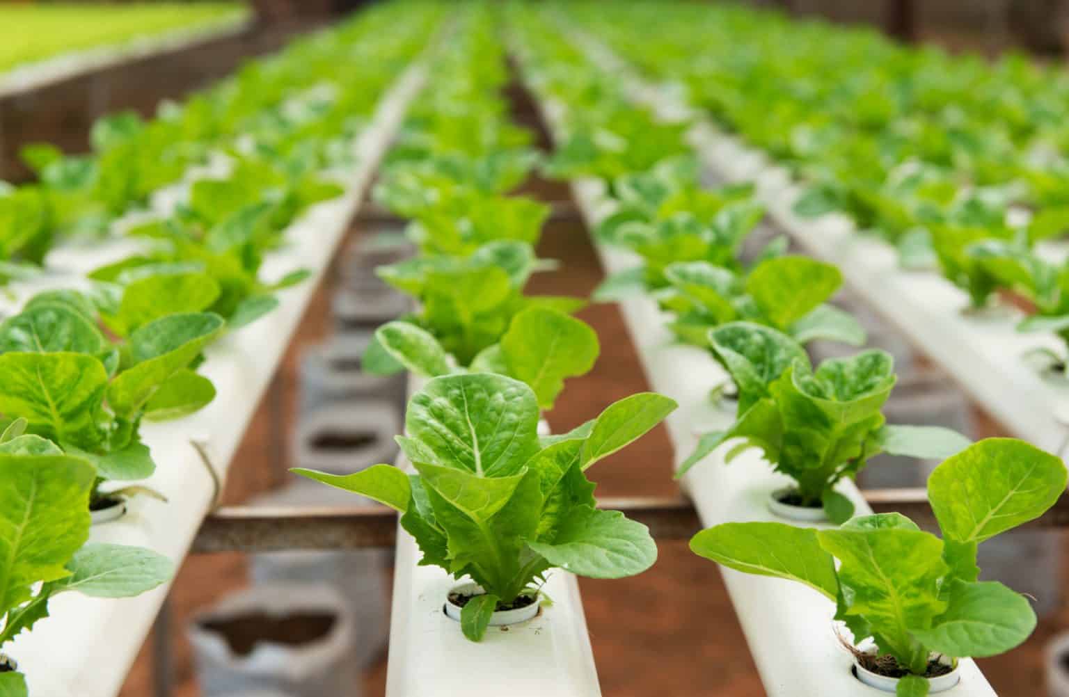 What is Hydroponics and How Does Hydroponic System Works? – Garden Biology