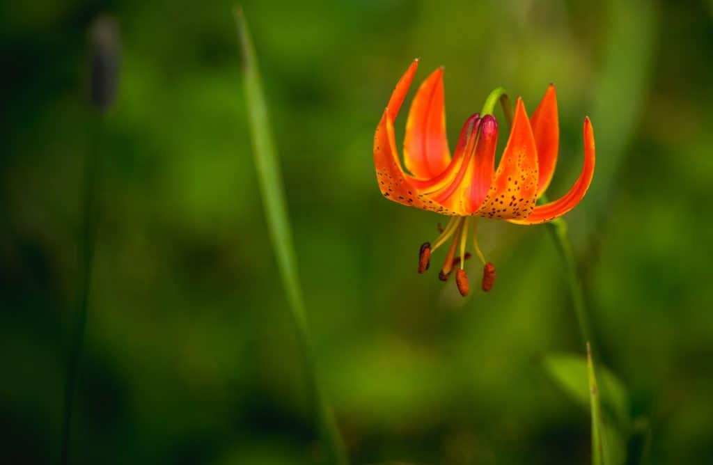 Michigan Lily