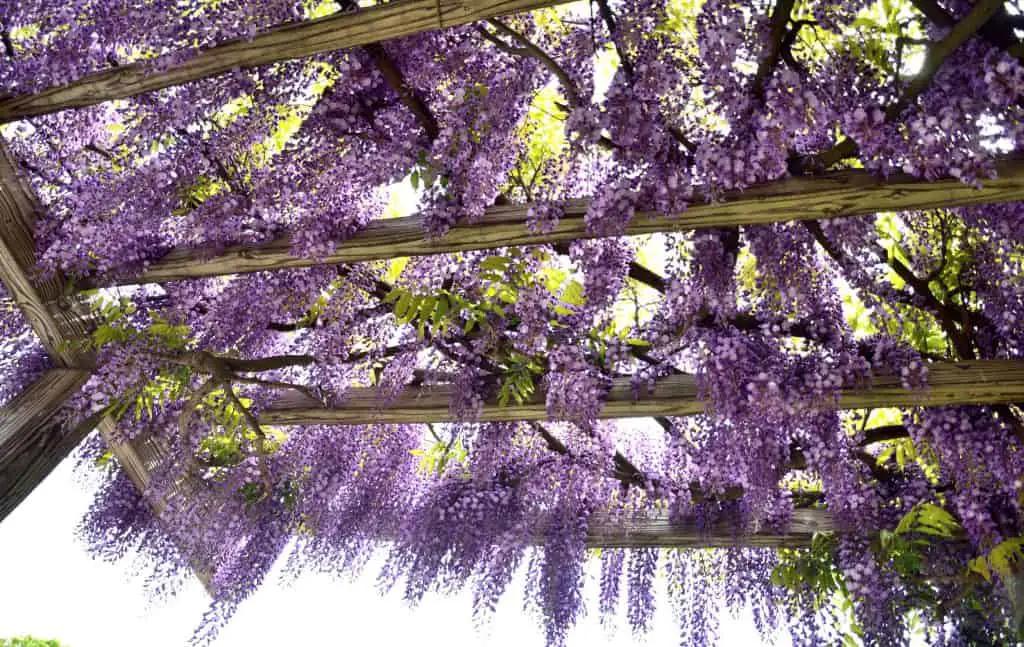 Wisteria floribunda