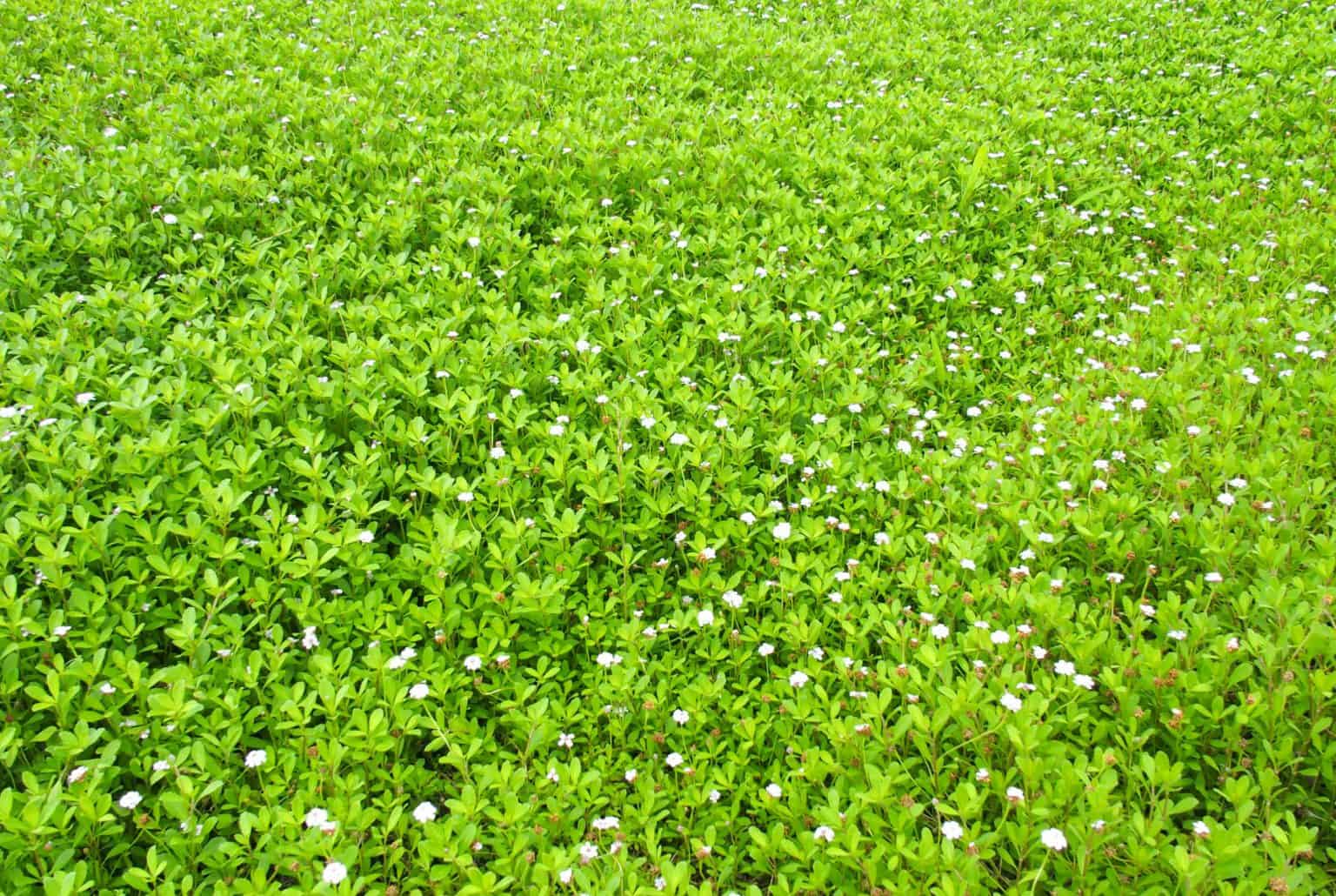 Kurapia Grass (Lippia Nodiflora ‘Kurapia’): Ultimate Care Guide 