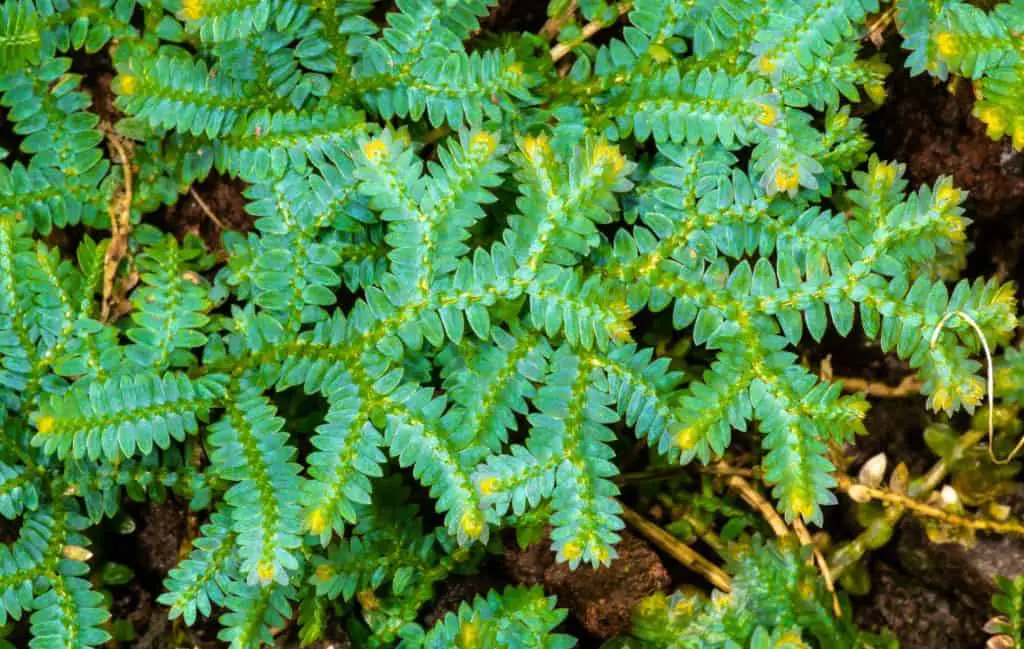 Peacock Fern (Selaginella Uncinata):