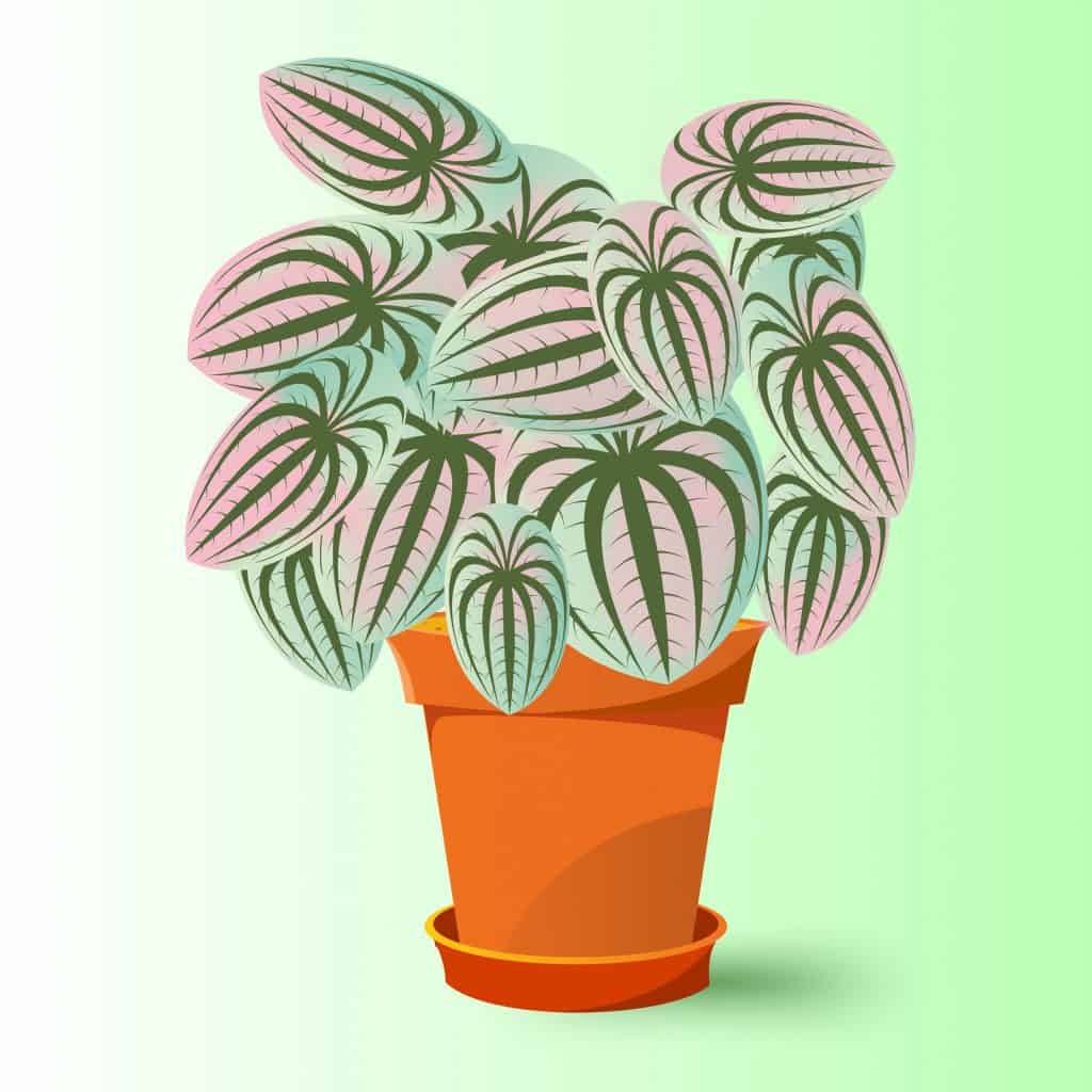 Pink Lady Peperomia