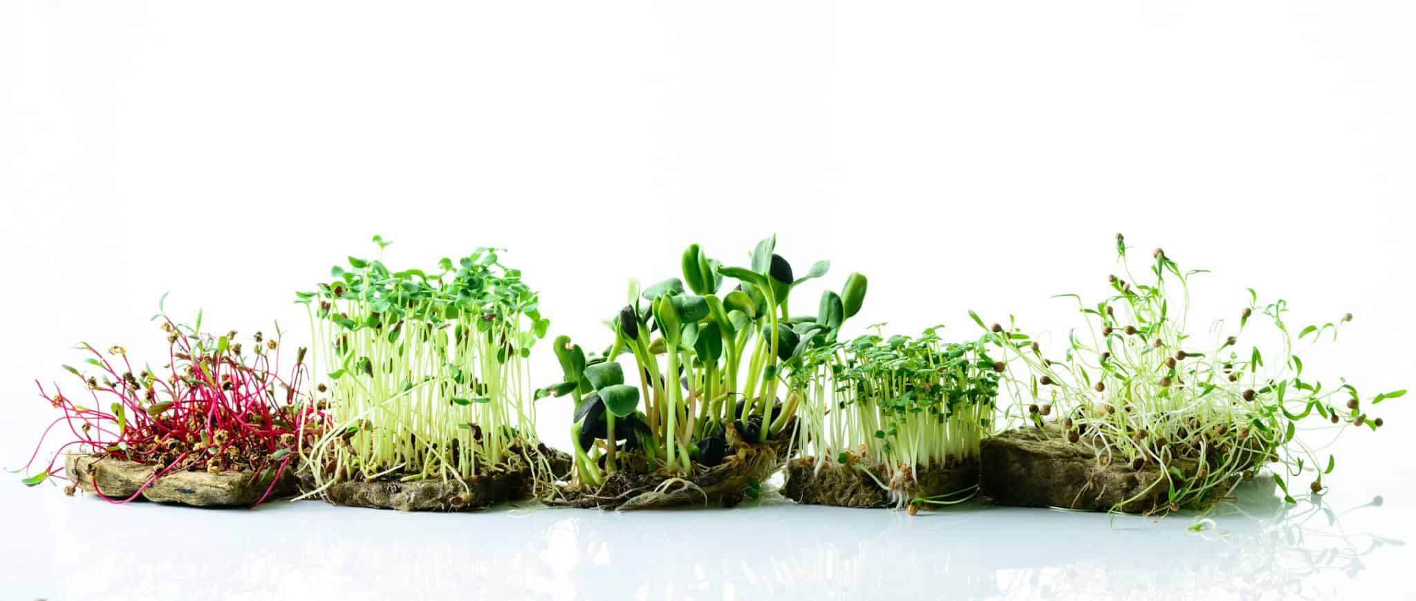 8 Different Types of Popular Microgreens Garden Biology