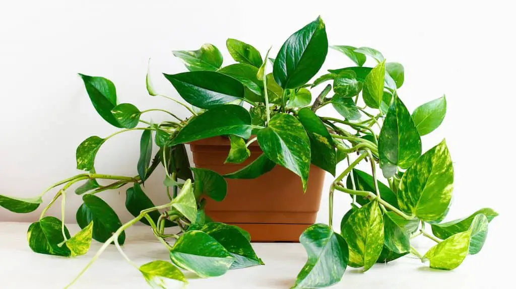 Pothos Plant (Epipremnum aureum) | The Ultimate Care Guide – Garden Biology