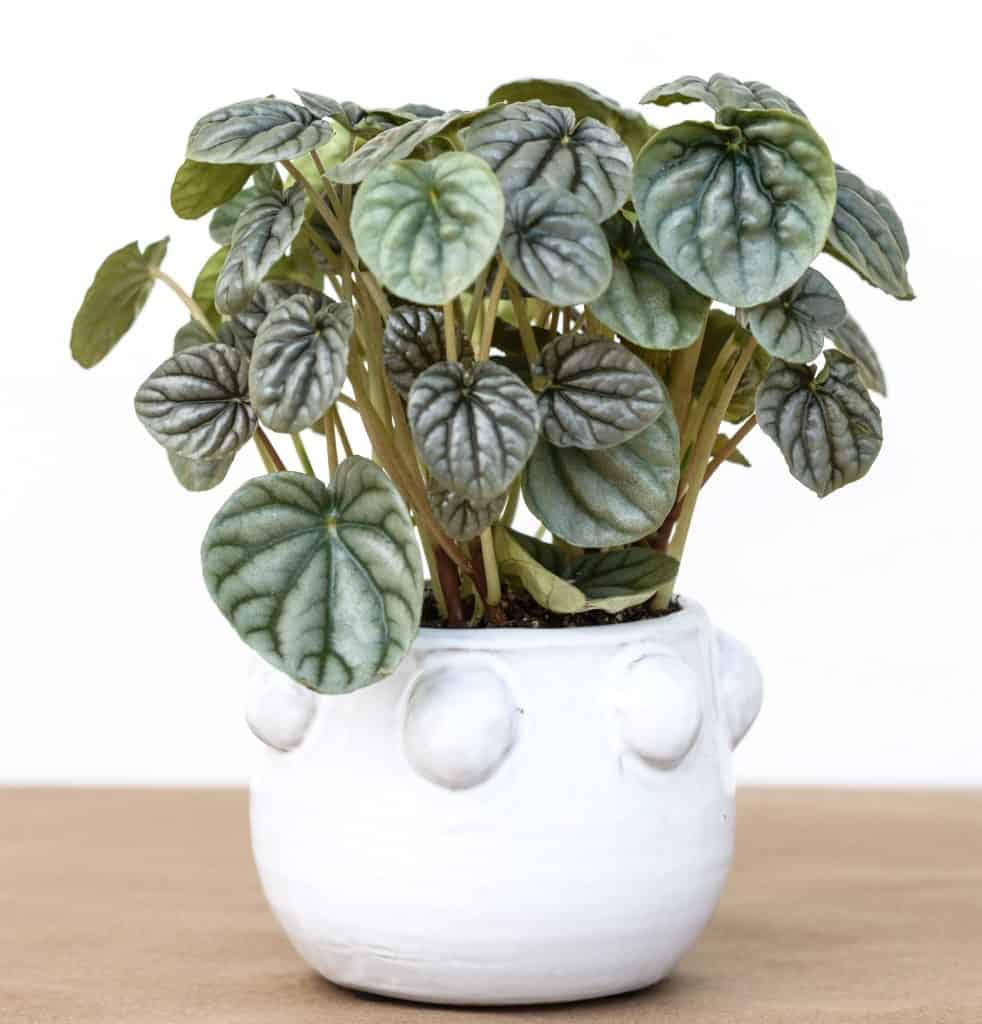 Peperomia Frost