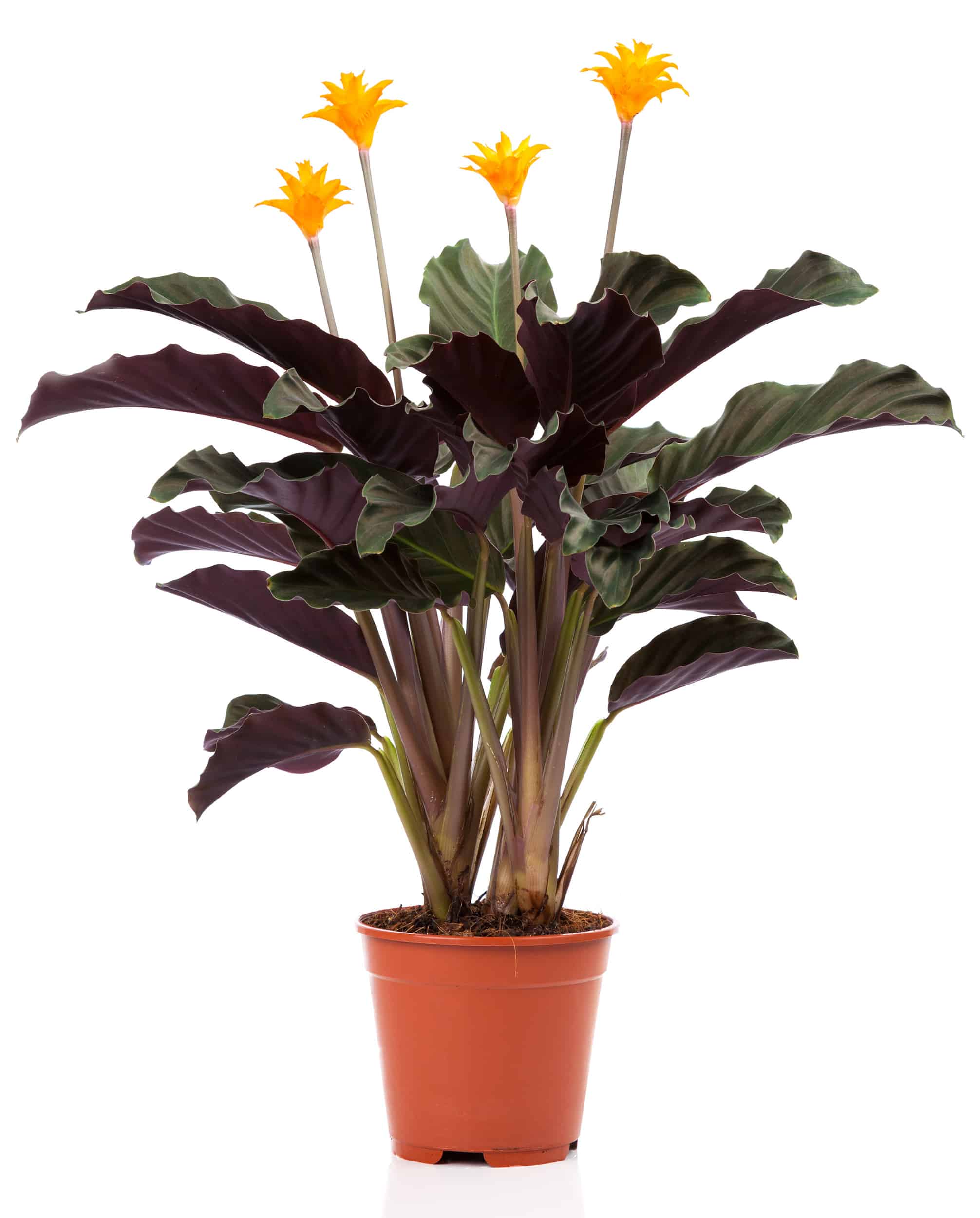 Calathea Crocata Eternal Flame Plant Ultimate Care Guide Garden