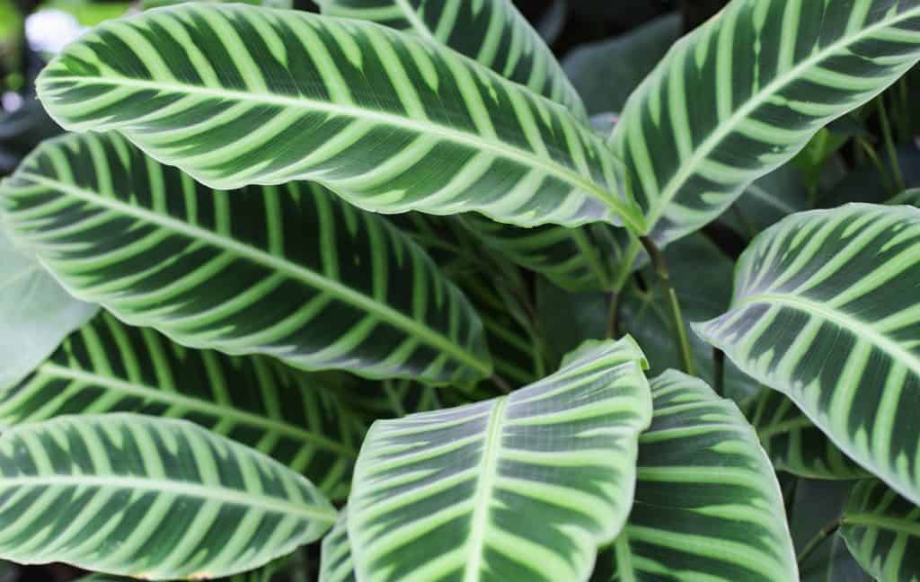 Calathea Zebrina