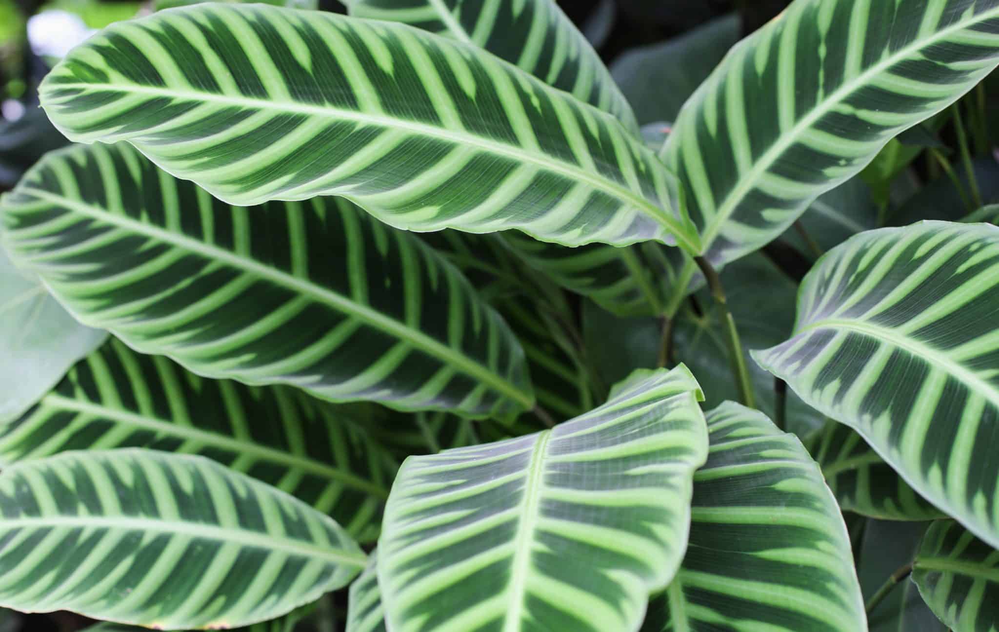 Calathea Zebrina (Zebra Calathea): Ultimate Care Guide – Garden Biology