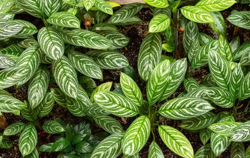 Calathea Zebrina Plant