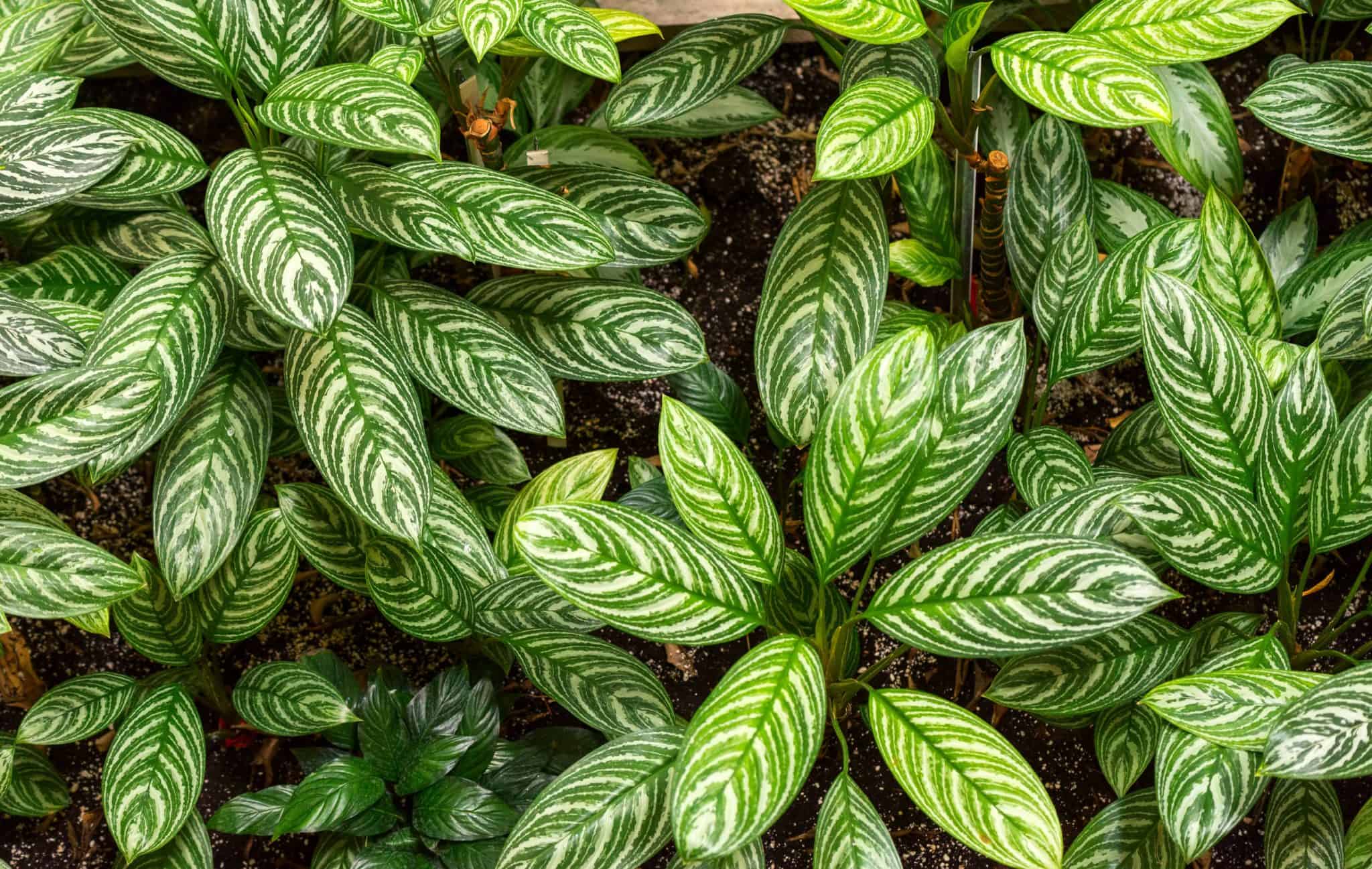 Calathea Zebrina (Zebra Calathea): Ultimate Care Guide – Garden Biology