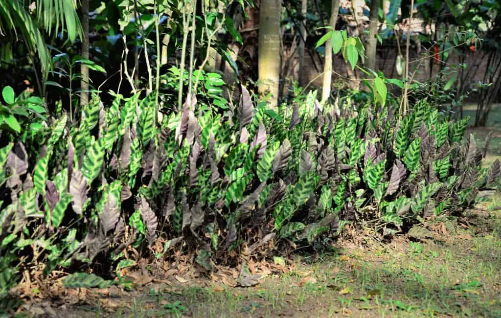 Ctenanthe Setosa Plant