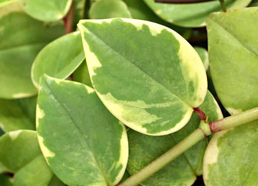 Cupid Peperomia