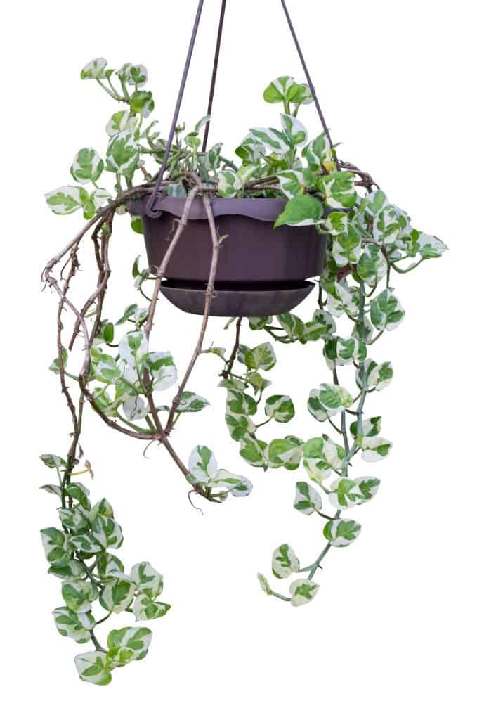 Cupid Peperomia Plant