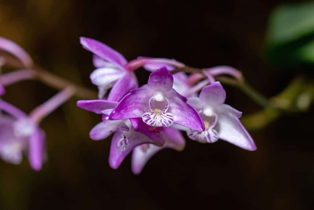 Dendrobium Kingianum (Pink Rock Orchid)