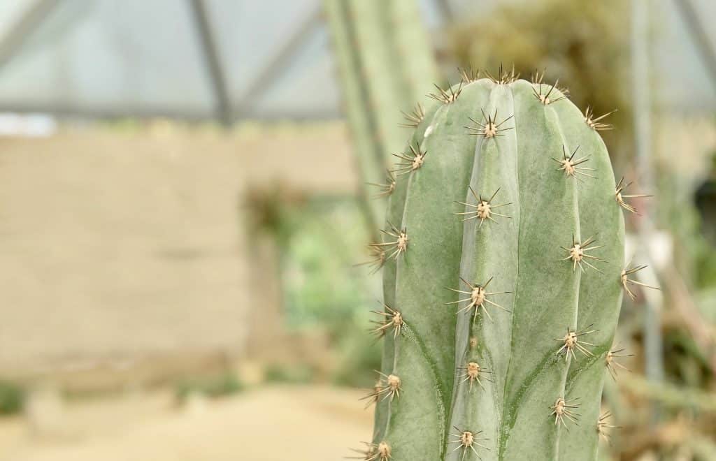 Peruvian Torch Cactus Plant