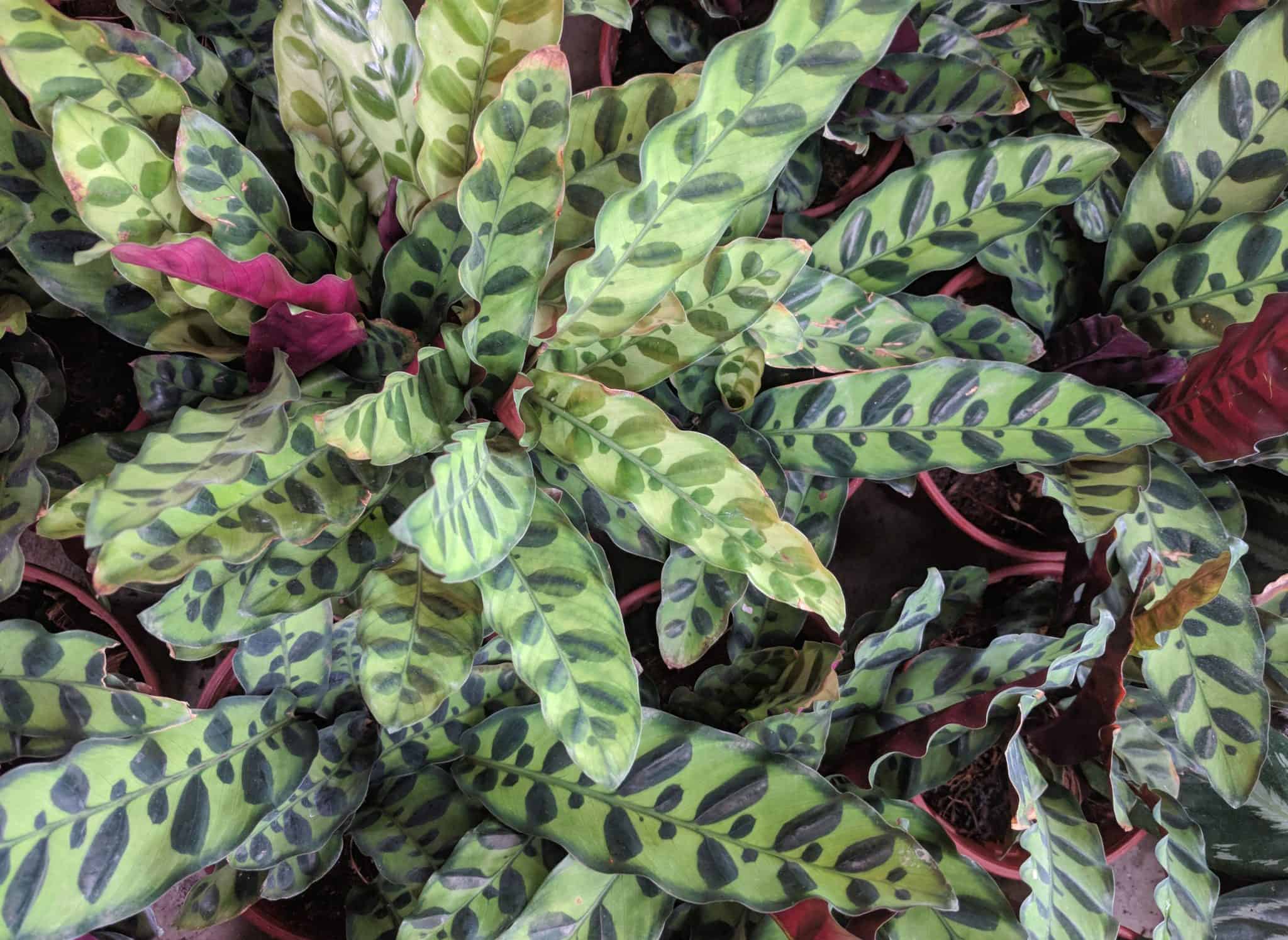 Rattlesnake Plant (Calathea lancifolia): Ultimate Guide – Garden Biology