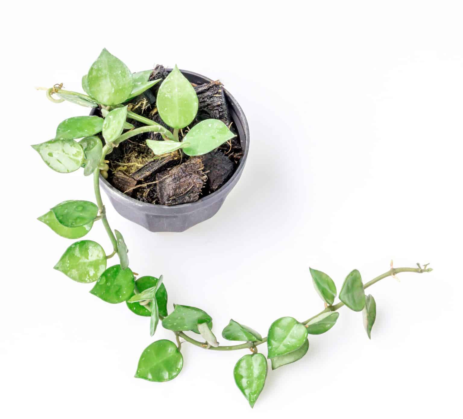 Hoya Krohniana Plant: Ultimate Care Guide – Garden Biology