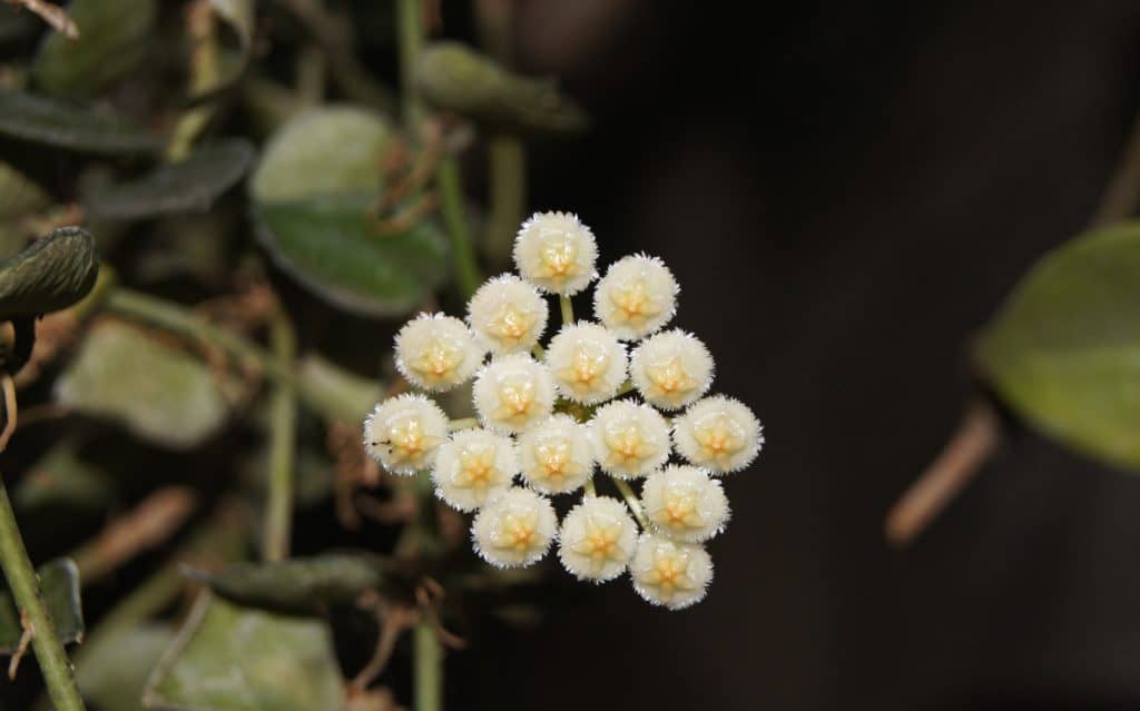 Hoya Lacunosa