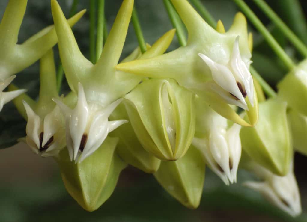 Hoya Multiflora