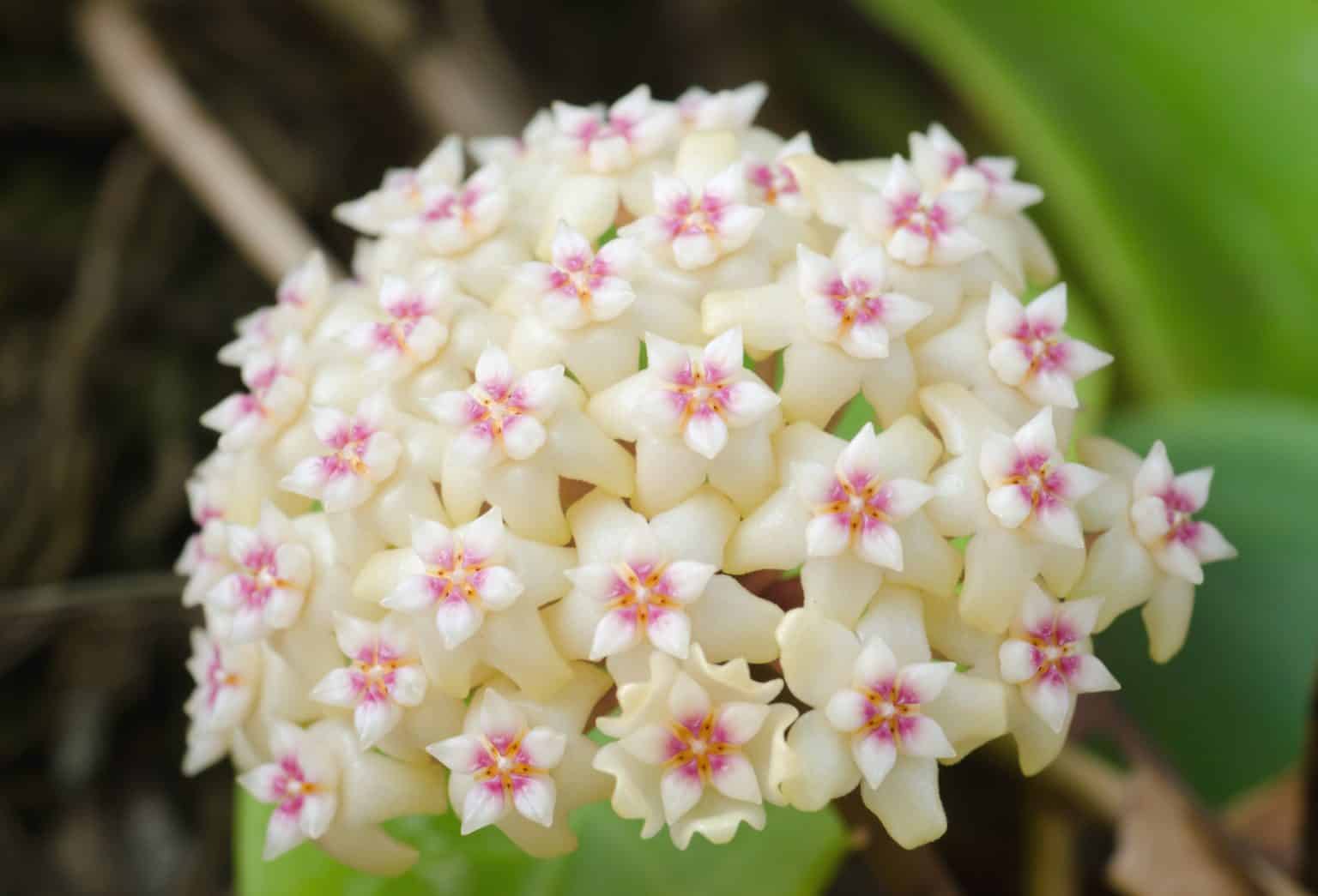 Hoya Verticillata: Ultimate Care Guide – Garden Biology